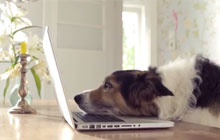 My Social Petwork